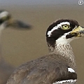 Beach Stone-curlew<br />Canon EOS 7D + EF300 F2.8L III + EF1.4xII Beach Stone-curlew<br />Canon EOS 7D + EF300 F2.8L III + EF1.4xII